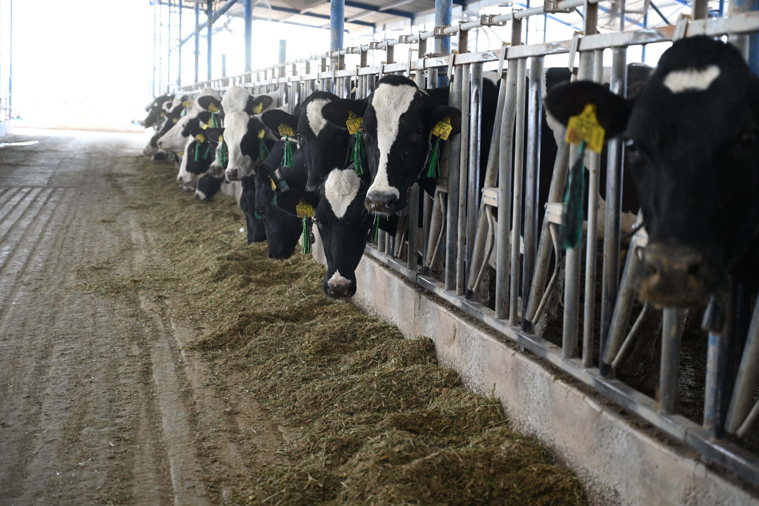 Productores deben revisar ganado y reportar cualquier sospecha para evitar infestaciones