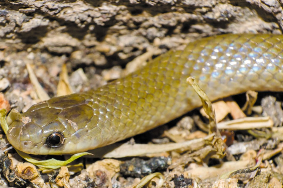 Descubren en México nueva especie de serpiente subterránea Yakacoatl tlalli