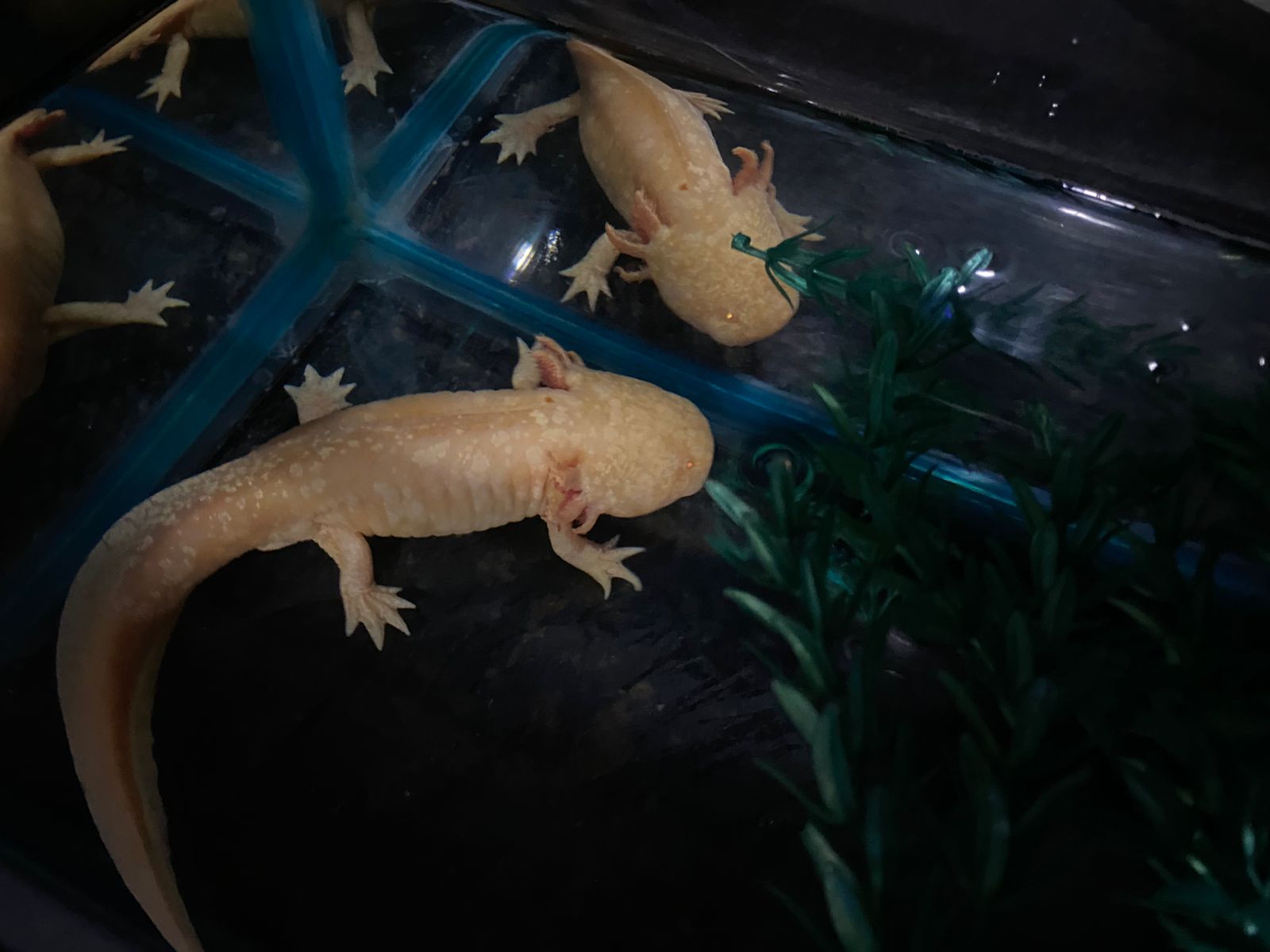 Día Nacional del Ajolote: ciencia, cultura y conservación en un solo símbolo