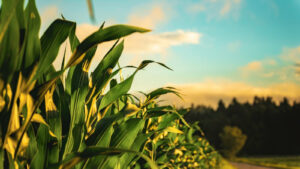 Hidalgo continúa con buena racha de territorio libre de sequía