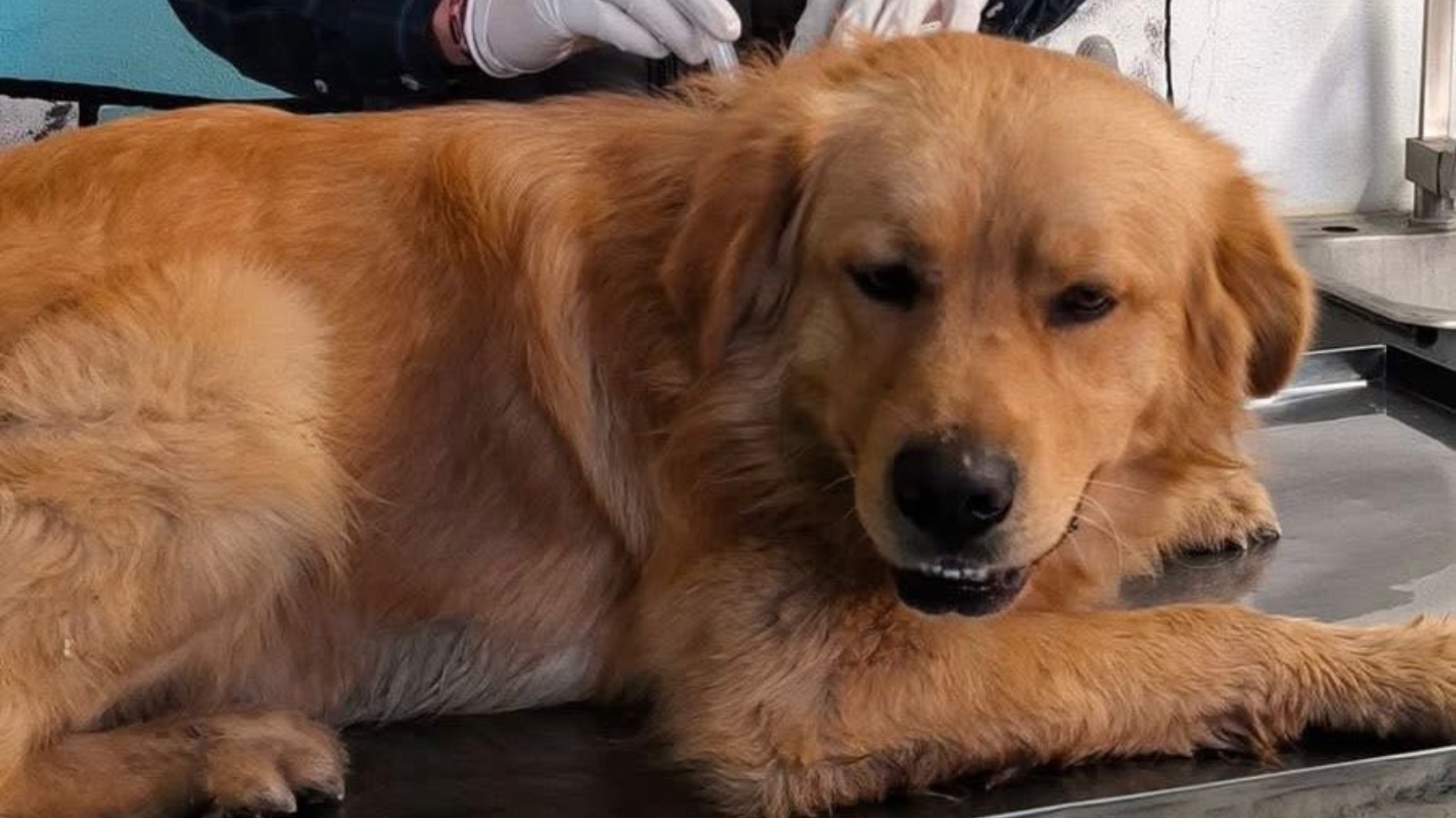 Perrito rescatado recibiendo atención médica