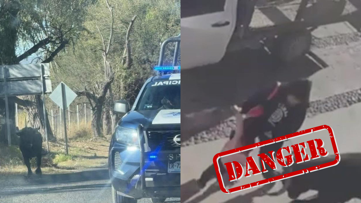 Toro embiste a niña de cinco años luego de escapar de un corral; el ataque dejó varios heridos en Querétaro.