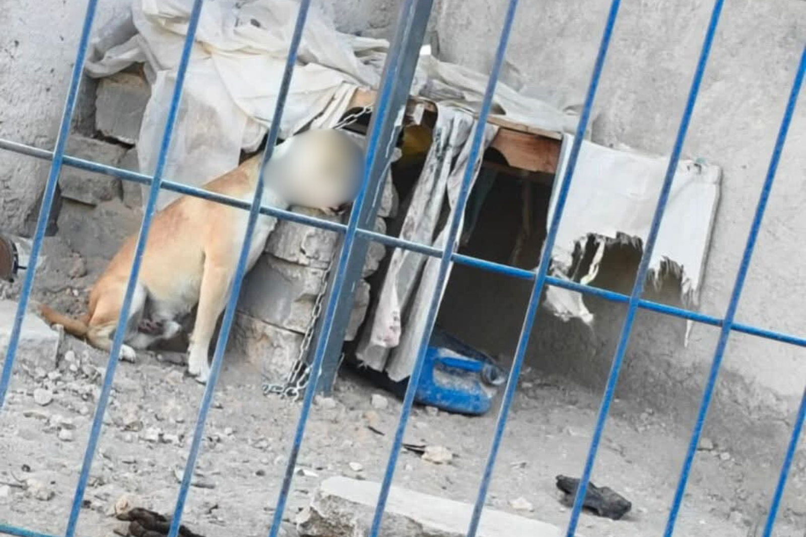Estuvo a punto de asfixiarse: rescatan a perro encadenado tras denuncias en redes.