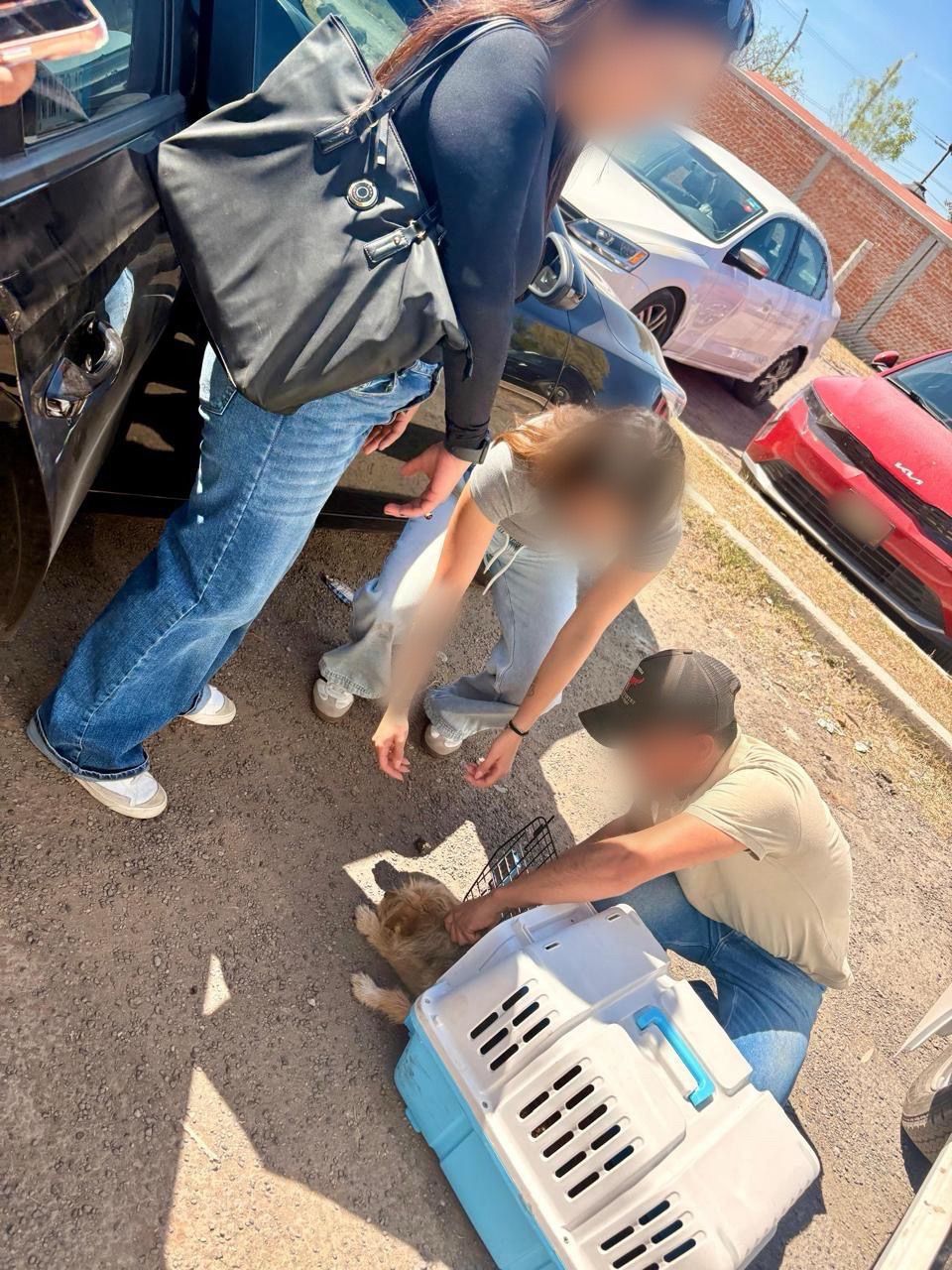 Rescatan a perros por maltrato animal en Tula