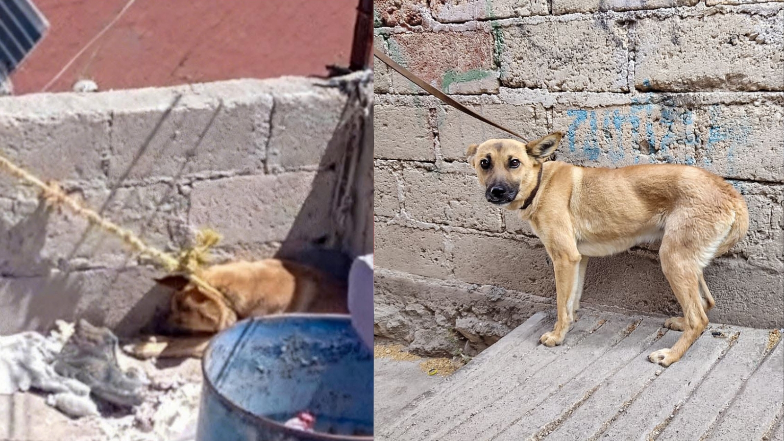 Perrita criolla amarrada