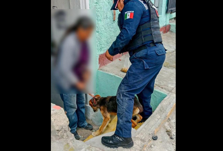 Rescatan tres perros en Pachuca; investigan presunto caso de maltrato animal