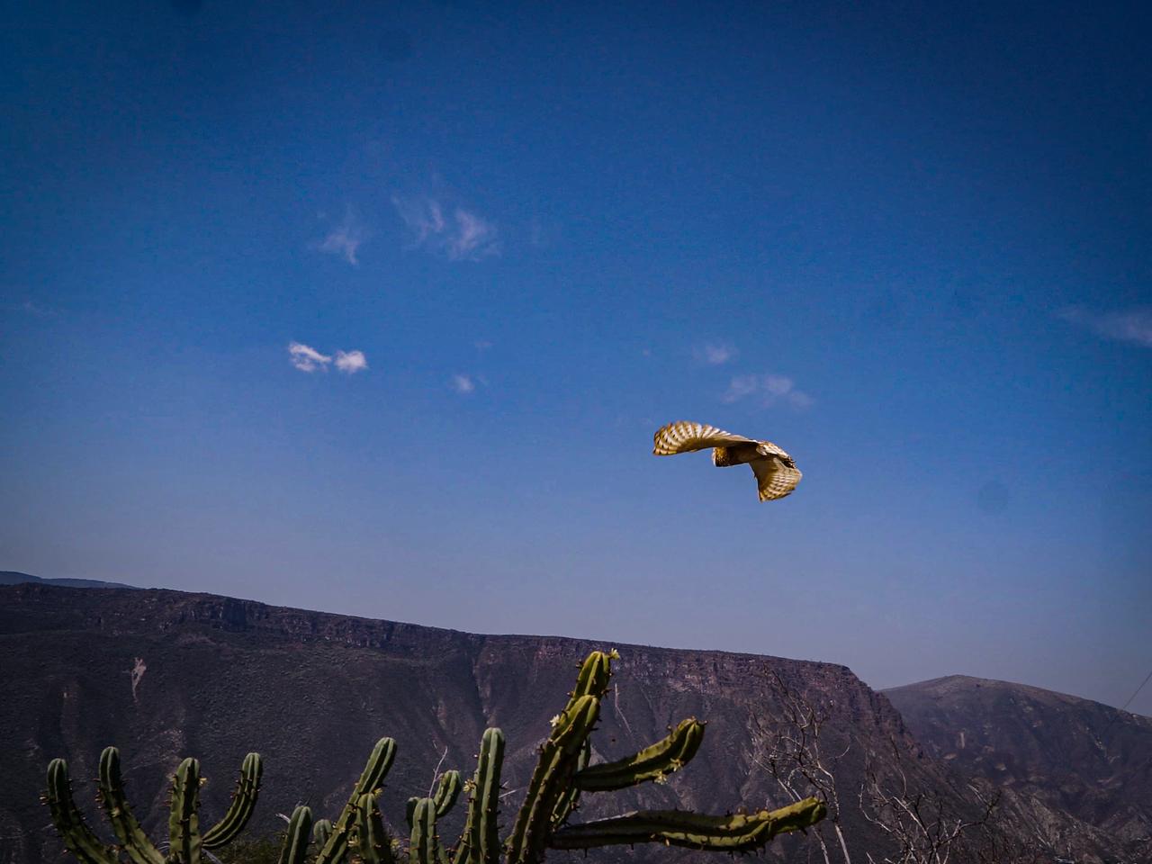 Liberación de fauna silvestre