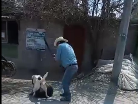 Hombre agrede a perro con machete en Actopan