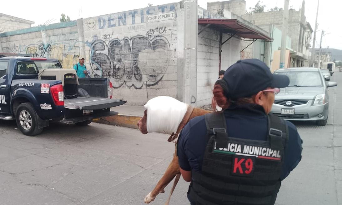 Rescatan a perro victima de maltrato animal en San Cayetano