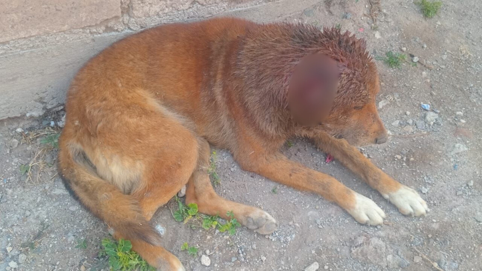 Perro rescatado con heridas graves