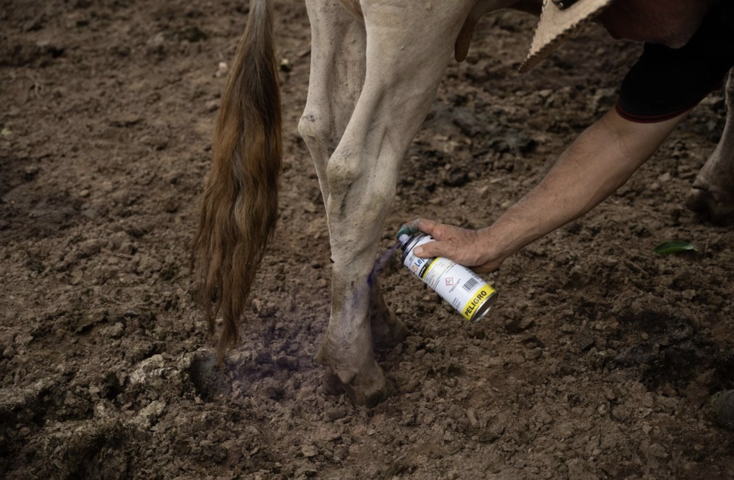 Control del gusano barrenador en Hidalgo se intensifica ante casos activos