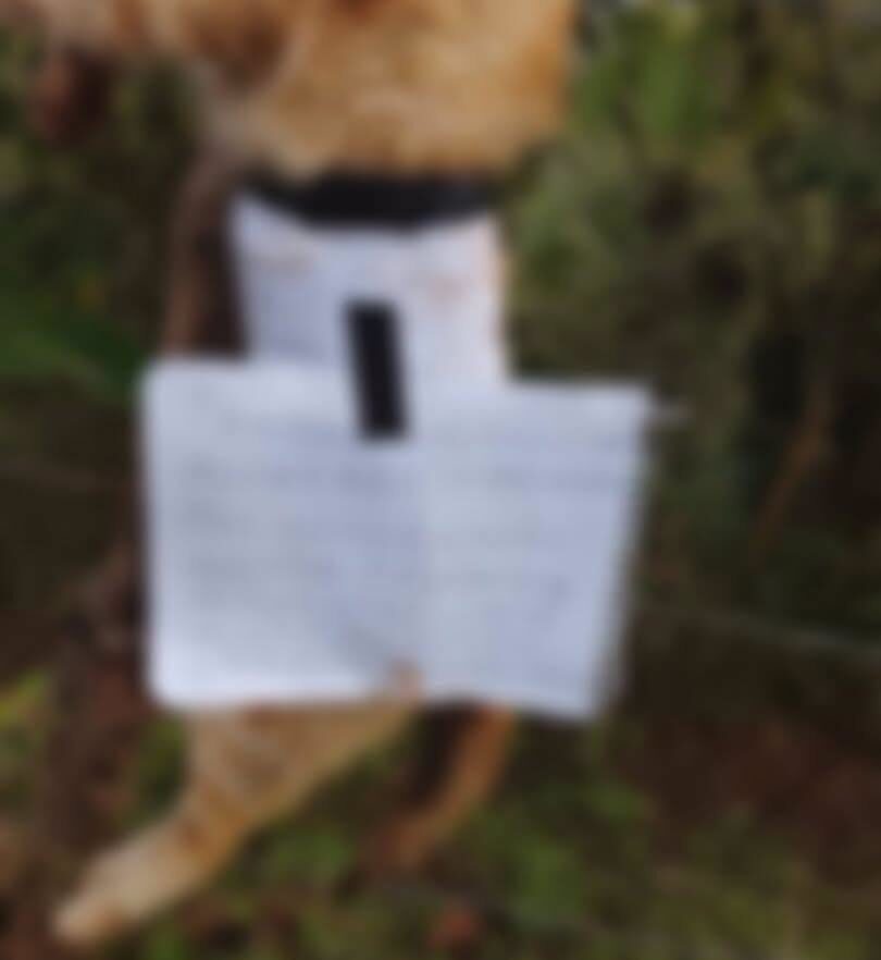 Encuentran gato colgado en Lolotla