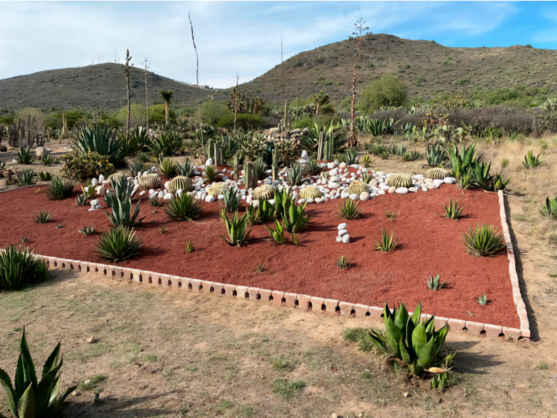 Aseguraran 33 ejemplares de biznaga burra