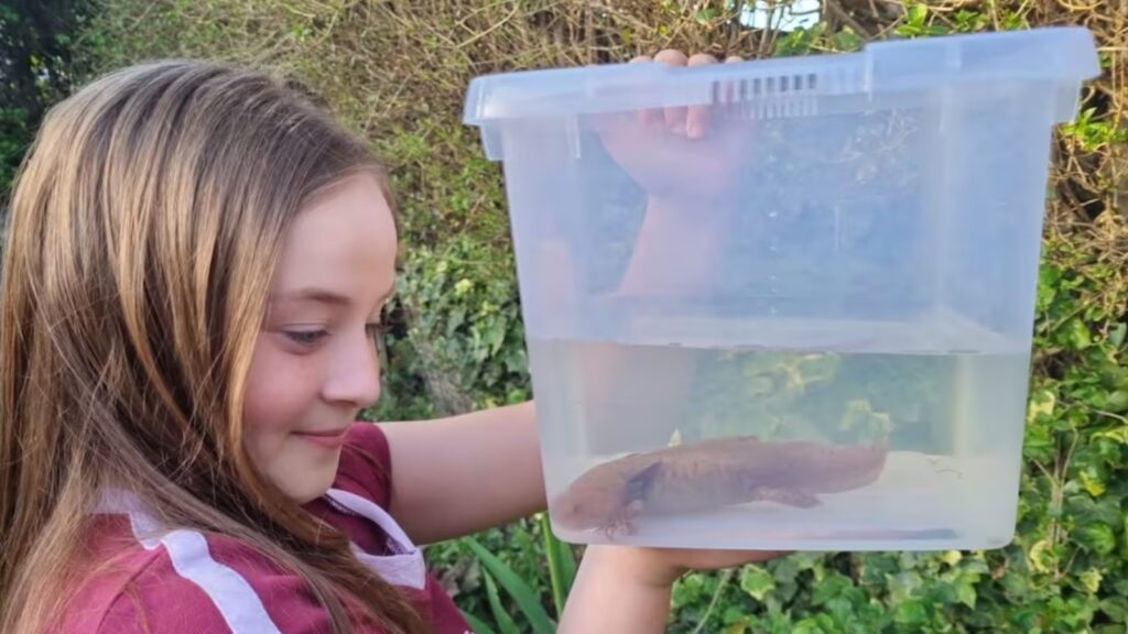 Ajolote mexicano encontrado en río de Reino Unido