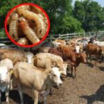 posibles casos de gusano barrenador en Actopan y San Salvador