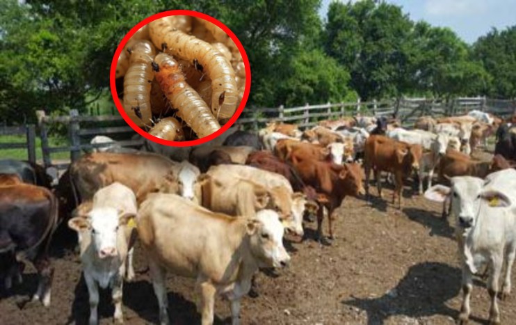 posibles casos de gusano barrenador en Actopan y San Salvador