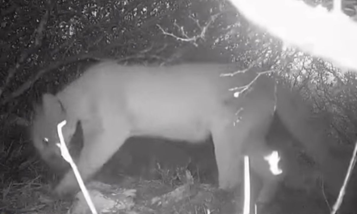 Reportan un puma cerca de zonas habitadas y activan vigilancia