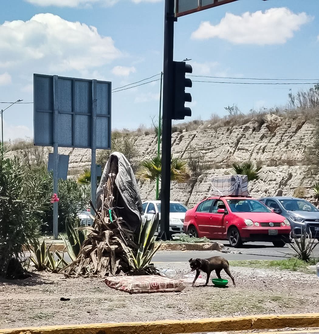 Perrita rescatada en semáforo de Pachuca