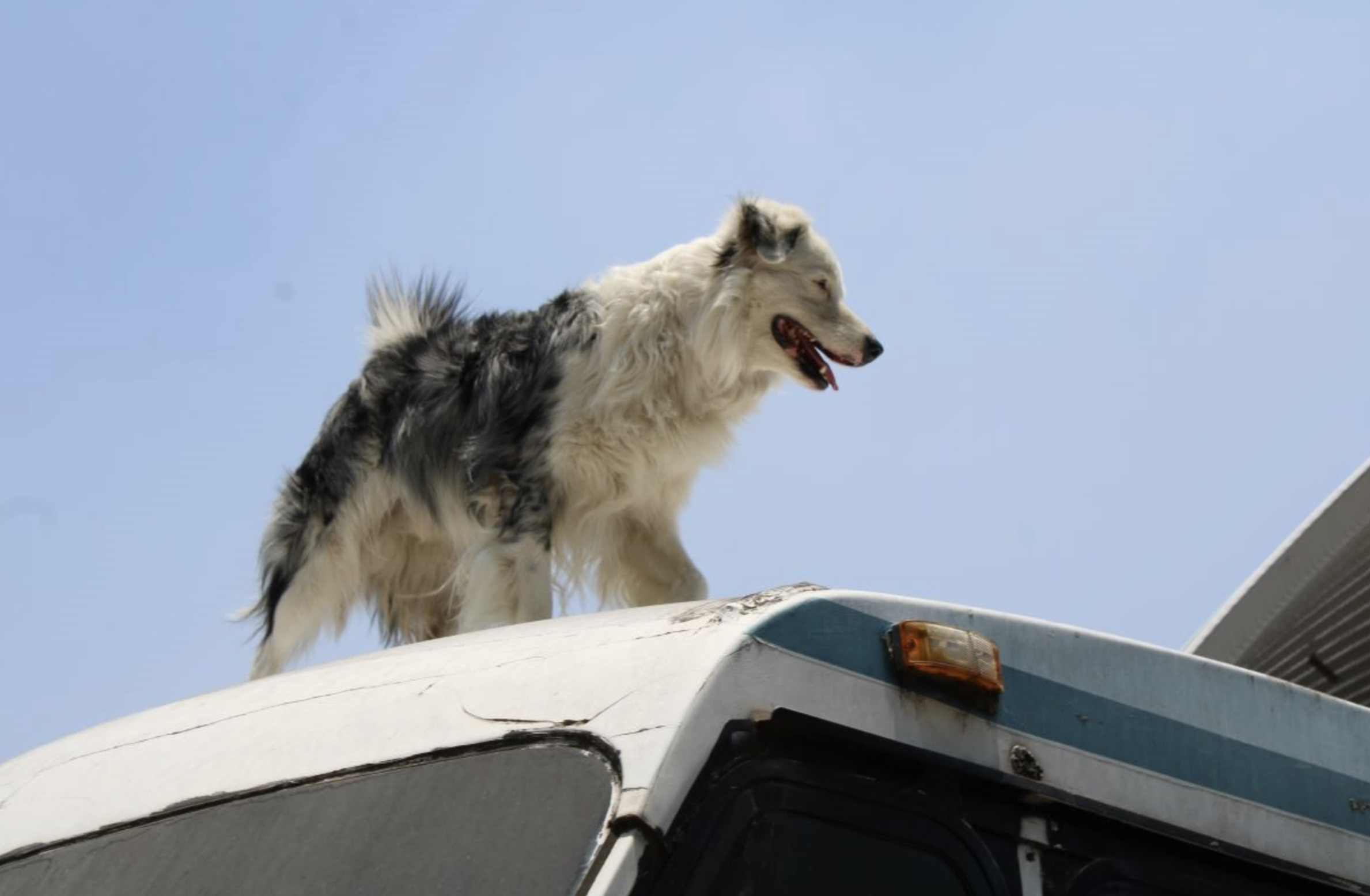 Tu mascota también cuenta: prepárate para el simulacro con estas claves