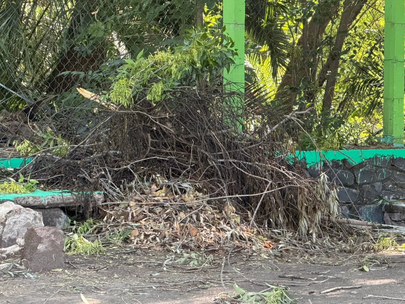 Fuertes vientos sorprendieron en Chapantongo y provocaron caída de árboles en caminos y espacios públicos.