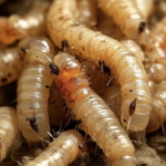 Plaga de gusano barrenador en Hidalgo