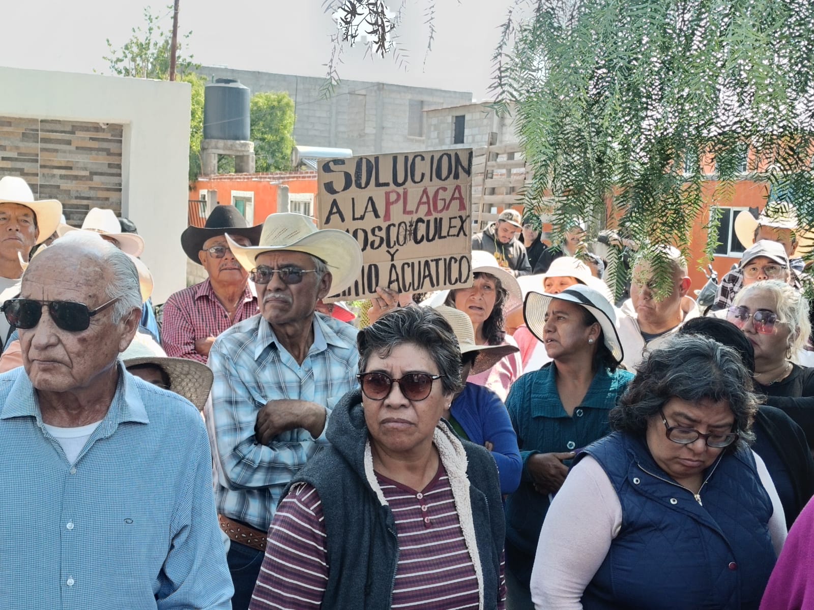 El lirio acuático y el mosco culex tienen al límite a pobladores de la Endhó; ahora exigen maquinaria urgente a Semarnat