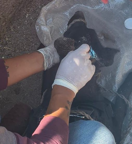 Primer caso de gusano barrenador en Atotonilco de Tula