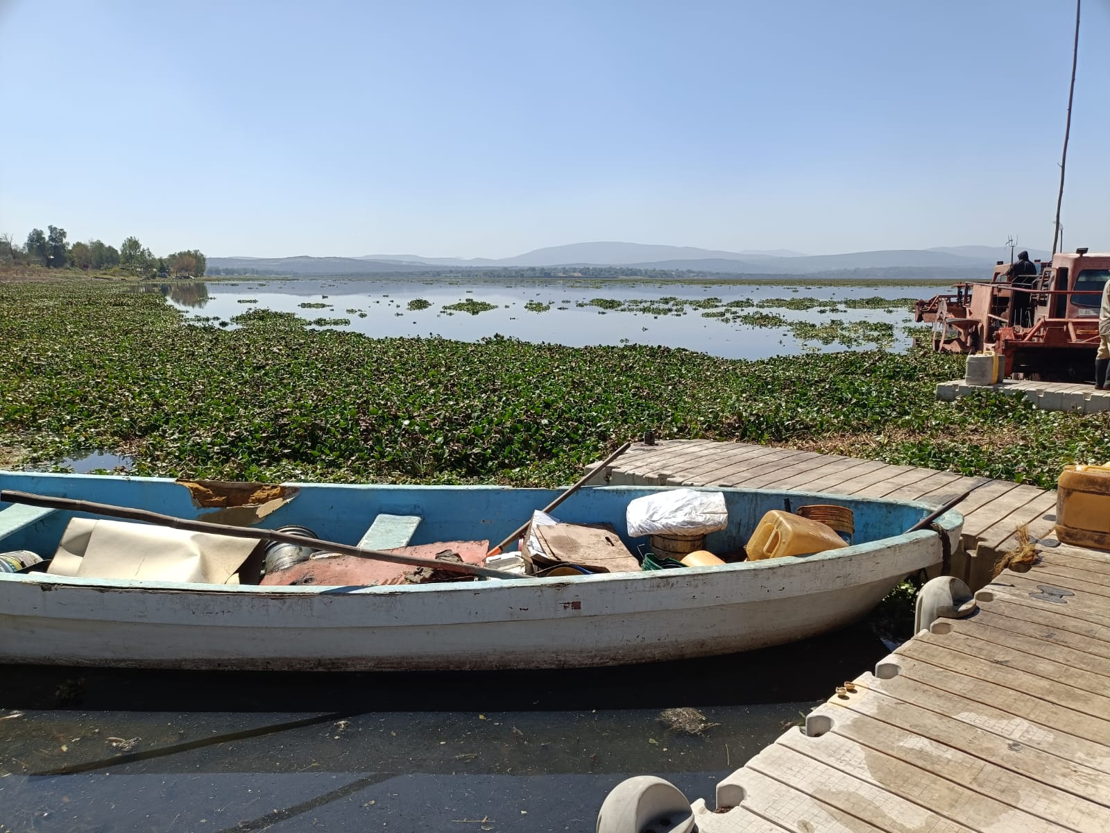 Conagua usará barcos para eliminar lirio en presa Endhó