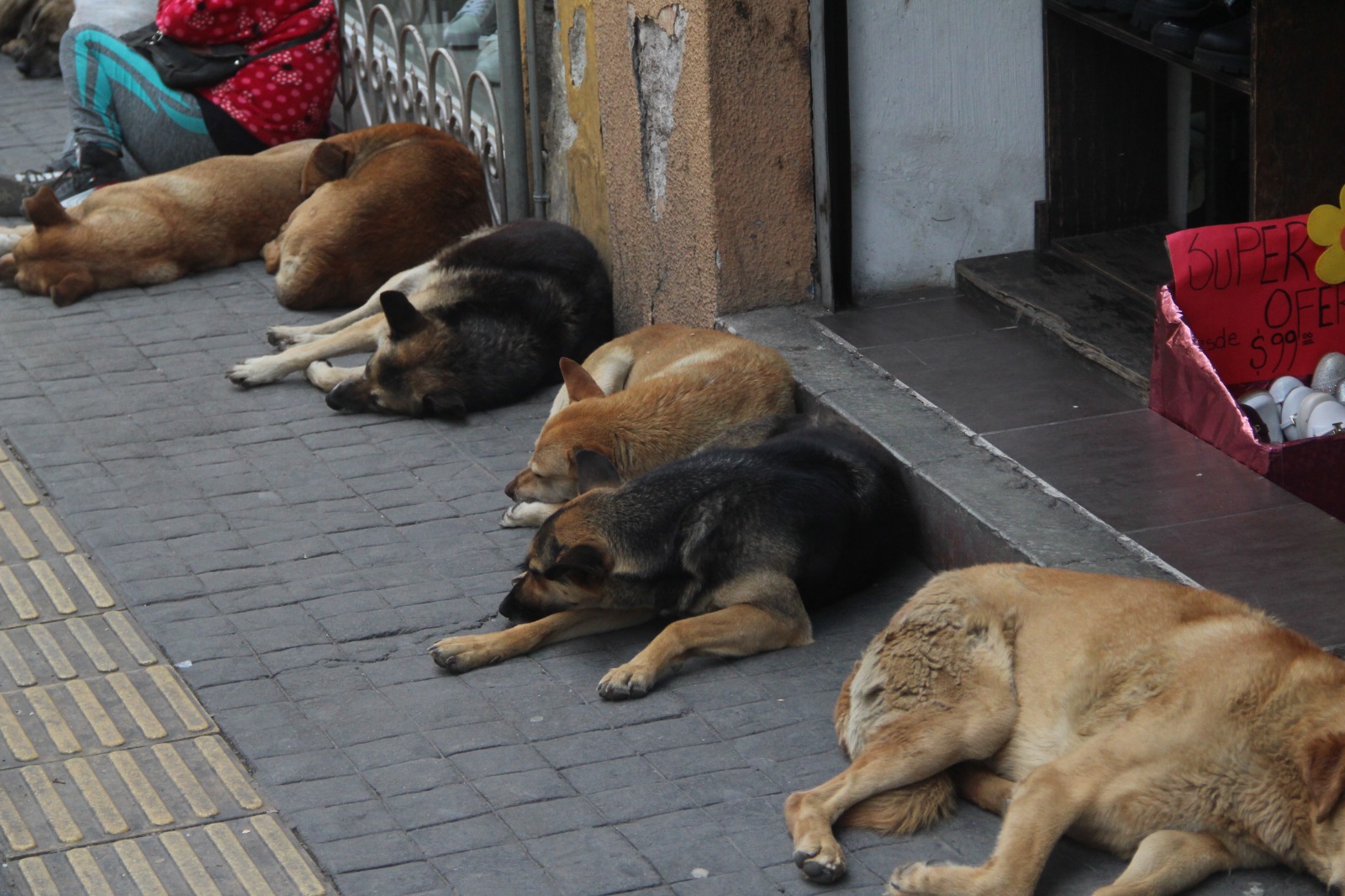 Denuncias archivadas, perros abandonados y presuntas irregularidades oficiales encendieron alertas por violencia animal en Hidalgo