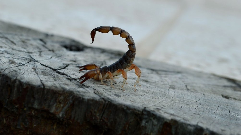 Zapatos, camas y rincones oscuros pueden convertirse en escondites de alacranes durante esta temporada de calor
