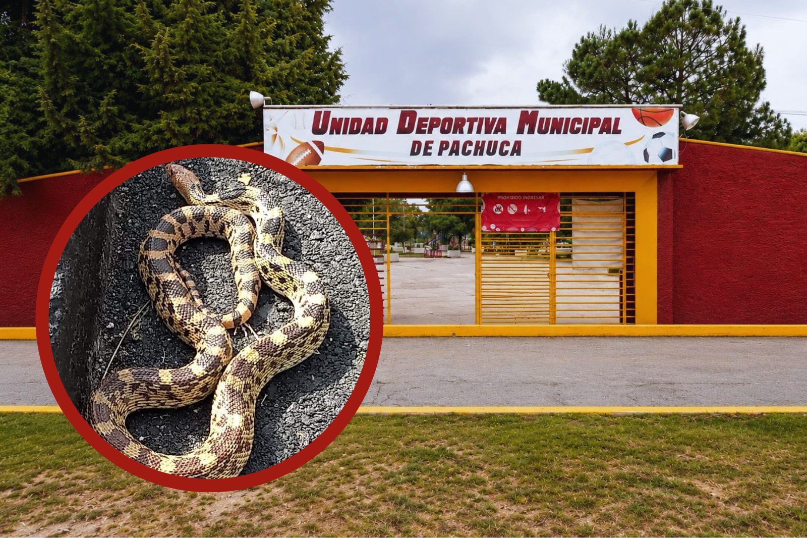 Encuentran enorme serpiente cincuate en Pachuca dentro de unidad deportiva