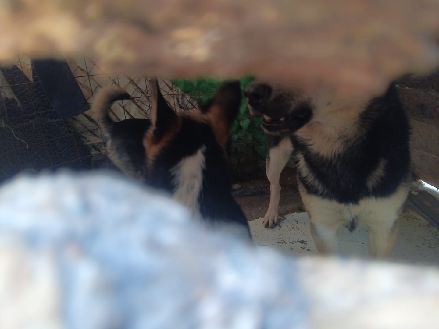Inspección de autoridades por animales en domicilio