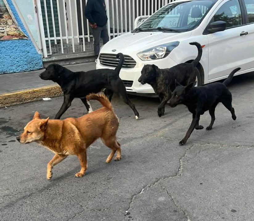 perros