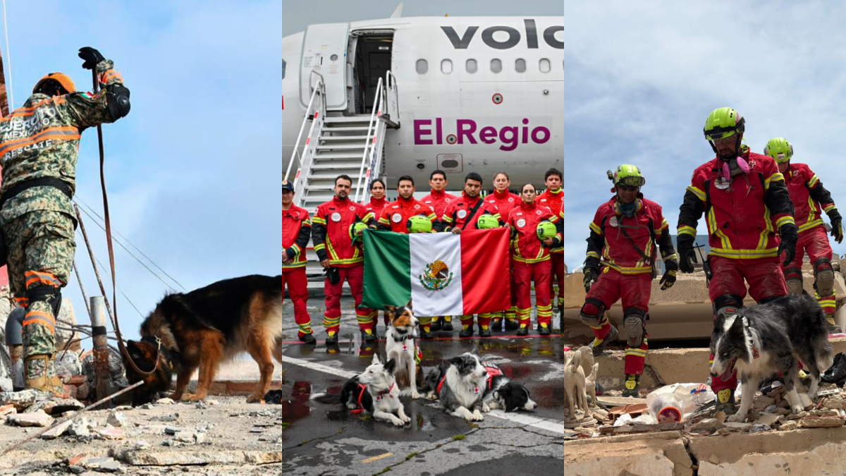 Binomios caninos mexicanos realizan labores de búsqueda y rescate entre los escombros tras los sismos registrados en Venezuela.