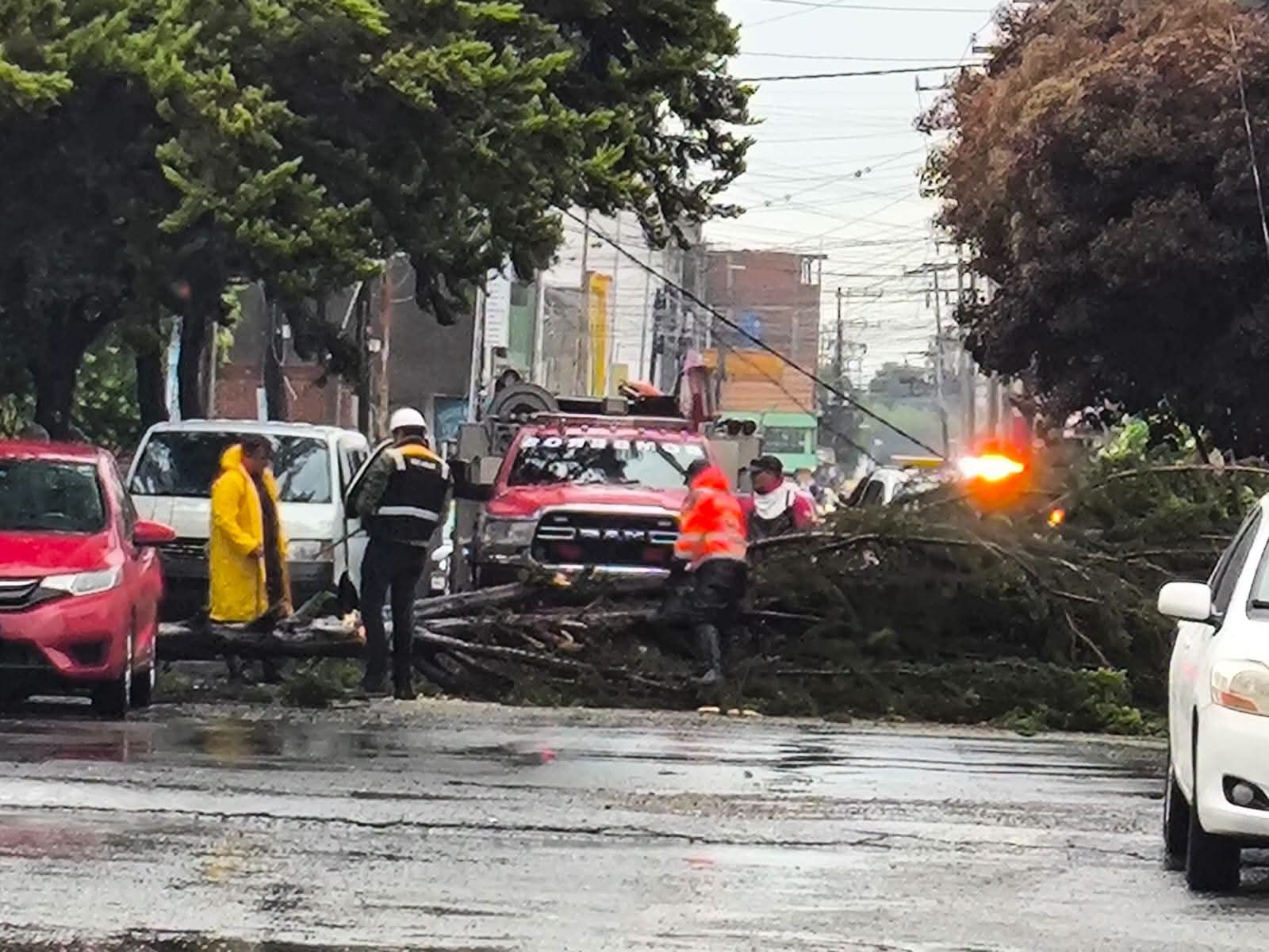 Lluvia provoca caída de árbol en Tizayuca