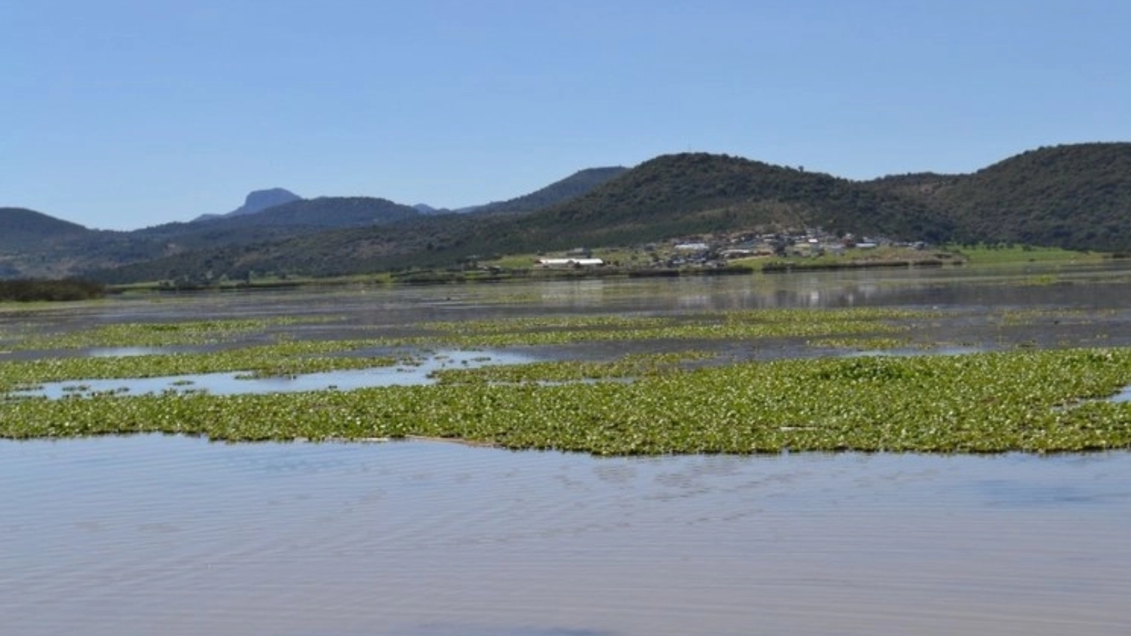 lirio acuático