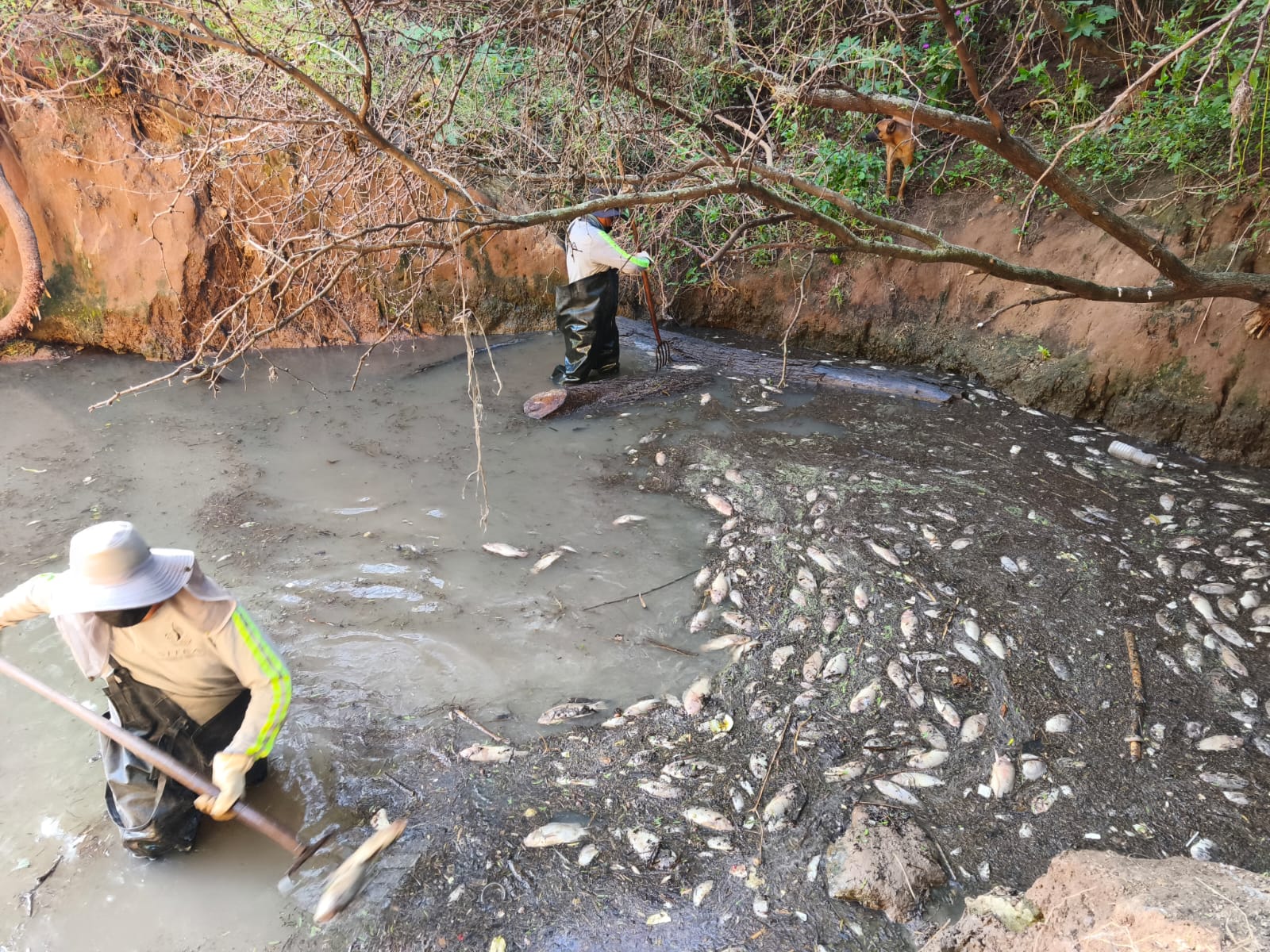 Tras la muerte de miles de peces, ya preparan acciones para recuperar uno de los ecosistemas más importantes de la región