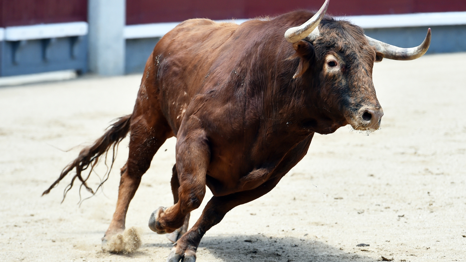 ¿Sí o no a las corridas de toros? Hidalgo prepara consulta ciudadana