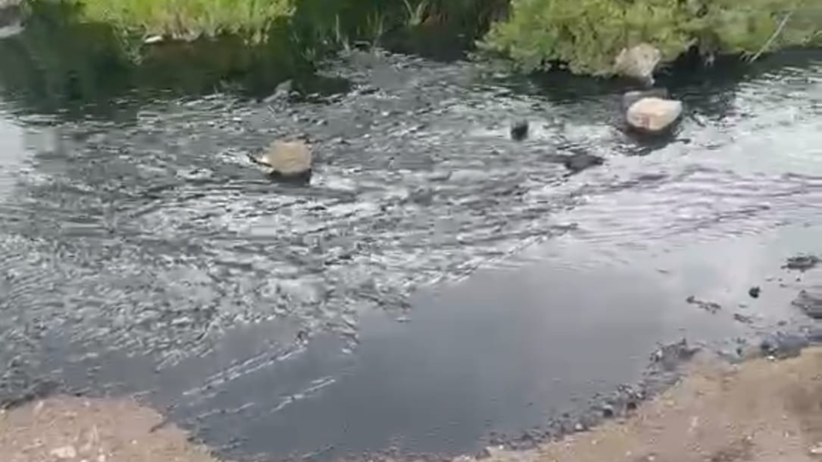 Operativo por toma clandestina de combustible en Mineral de la Reforma.