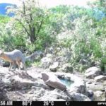 Monitoreo en Tepetitlán revela la presencia de pumas, coyotes y guajolotes silvestres