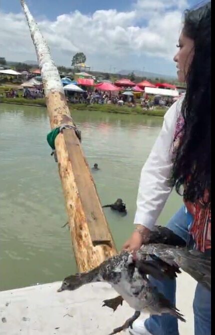Critican a alcaldesa por aventar aves como objetos en feria de Santiago Tulantepec