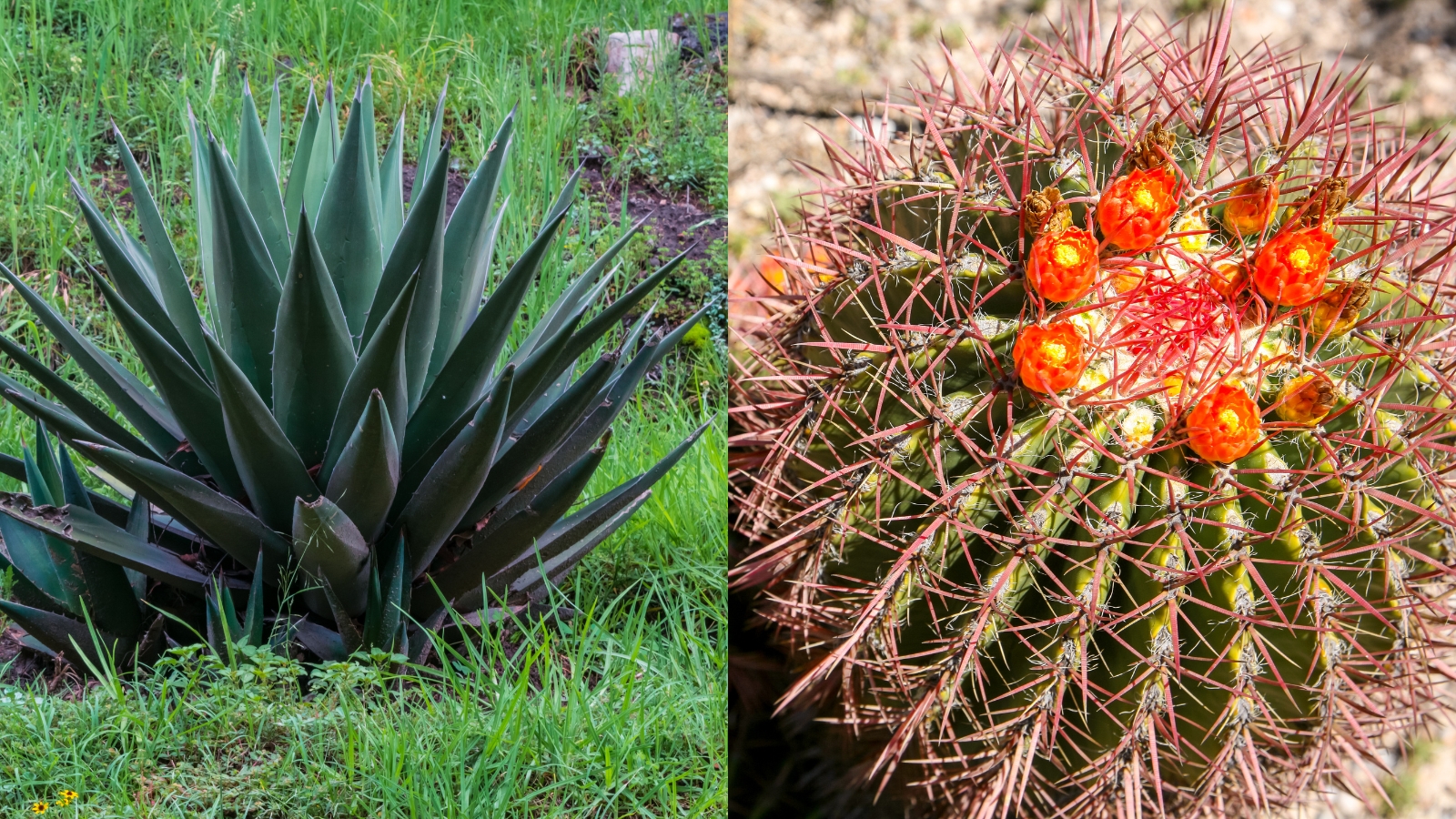 maguey y biznagas