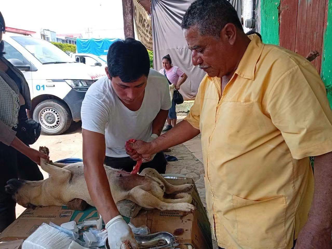 Colegio de veterinarios en Hidalgo