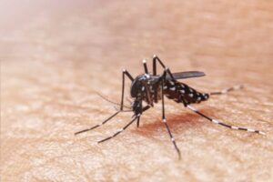 Casos de dengue en Hidalgo