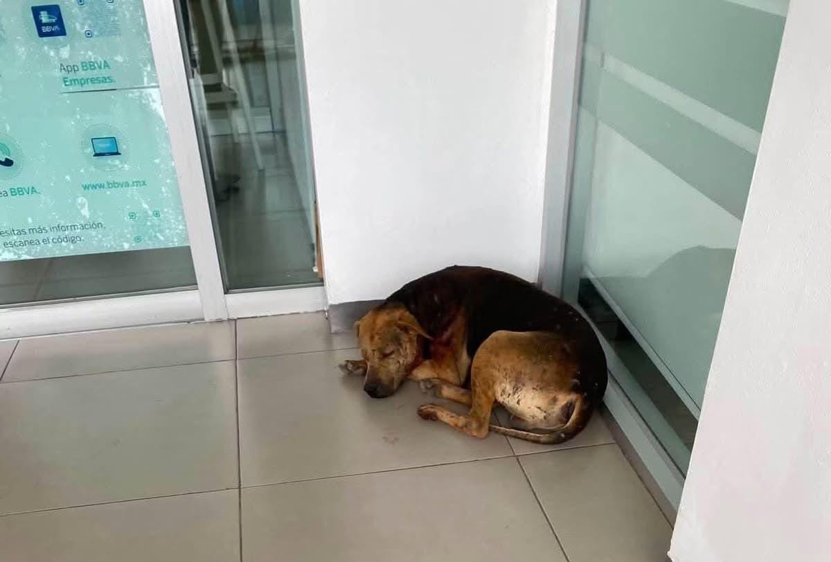 Envenenamiento de perros en Tlaxcoapan