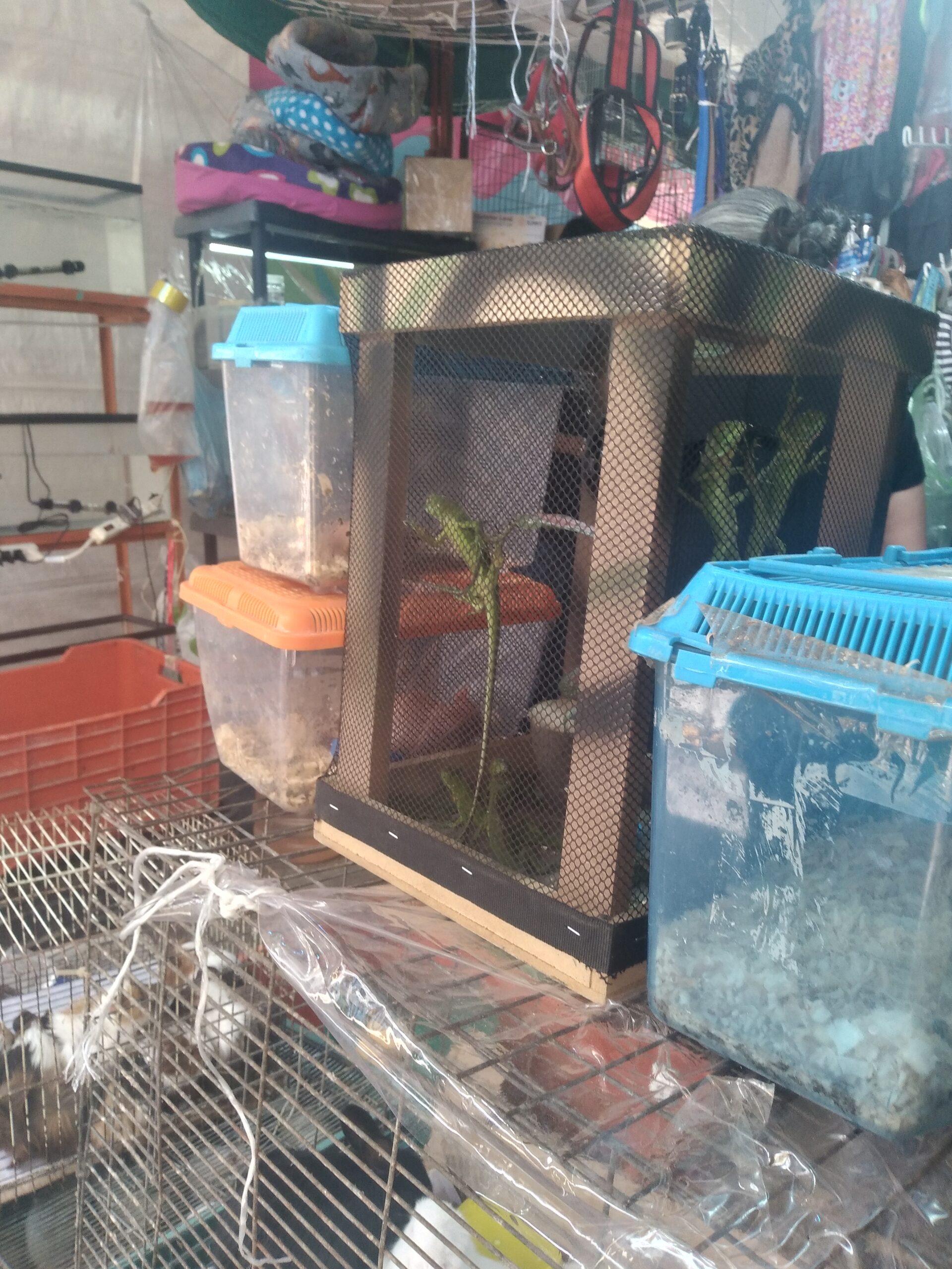 Iguana