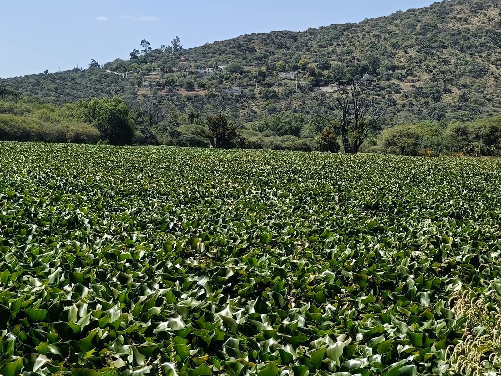 Lirio acuático vuelve a ganar terreno en la presa Endhó