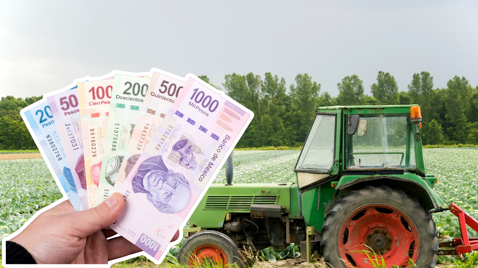 Productores agrícolas realizan labores en el campo durante la convocatoria de apoyos 2026 en Hidalgo.