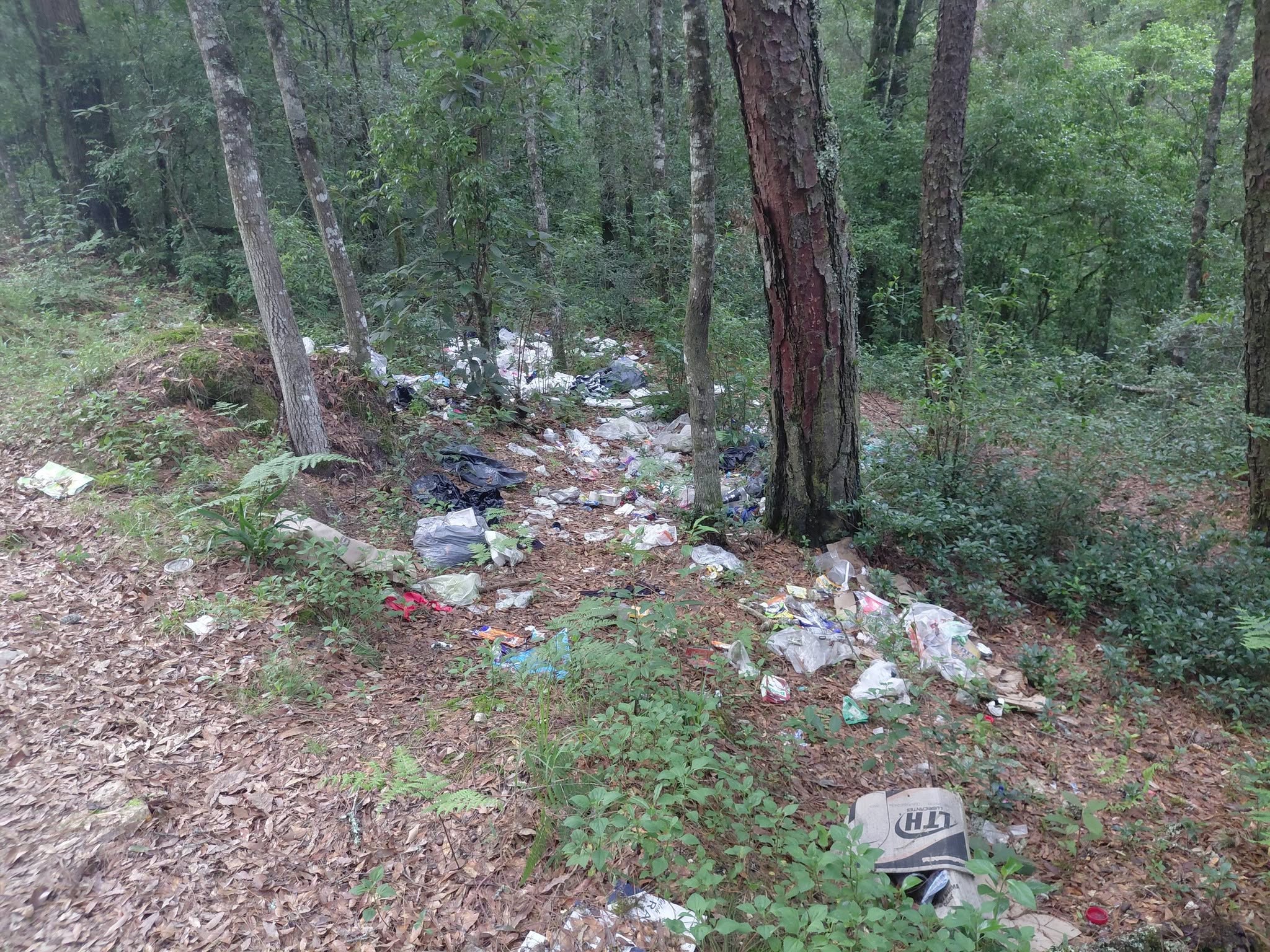 bosque lleno de basura en Zacualtipan