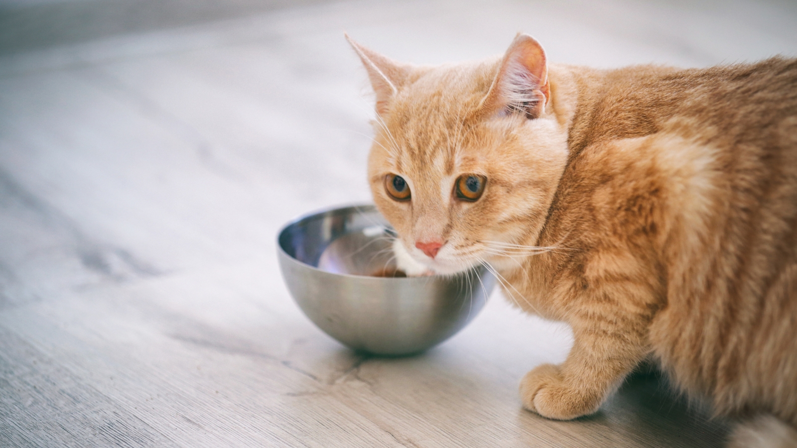 alimento húmedo para gato